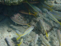 Mulloidichthys martinicus