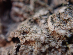 Nectriopsis rubefaciens