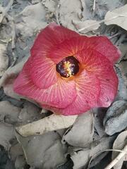Hibiscus tiliaceus tiliaceus