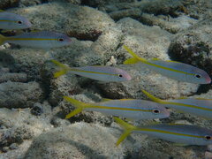 Mulloidichthys martinicus