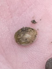 Sphaerium striatinum