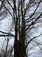 Acer pseudoplatanus