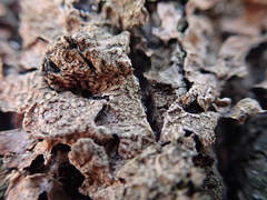 Nectriopsis rubefaciens