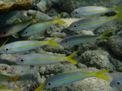 Mulloidichthys martinicus