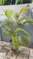 Dypsis lutescens