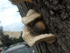 Pleurotus