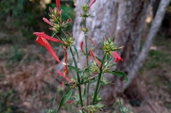 Dicliptera squarrosa