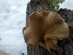 Pleurotus