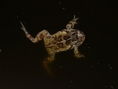Sclerophrys pardalis