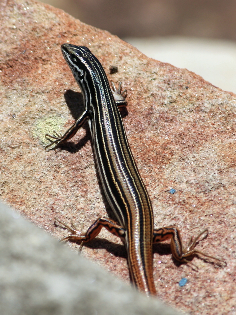 Ctenotus Skinks