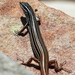 Ctenotus Skinks - Photo (c) Kate's Photo Diary, some rights reserved (CC BY-NC-ND)