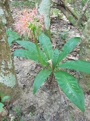 Scadoxus multiflorus multiflorus