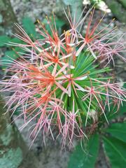 Scadoxus multiflorus multiflorus