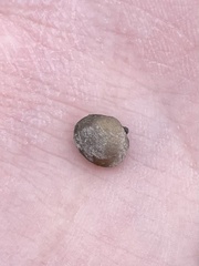 Sphaerium striatinum