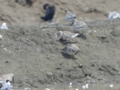 Calidris falcinellus