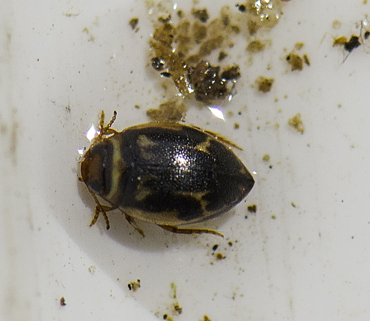 Haplotrinchus Inaequalis Hygrotus inaequalis from 4243 Rude, Danmark on April 30, 2013 at 11:44 ...