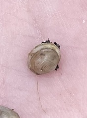 Sphaerium occidentale