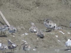 Calidris falcinellus