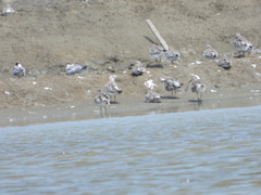 Calidris falcinellus