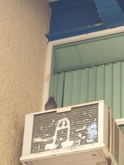 Columba livia domestica