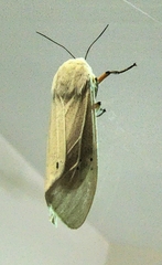 Creatonotos