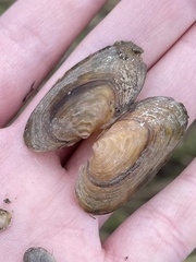 Strophitus undulatus