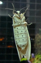 Creatonotos