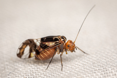 Cerastipsocus trifasciatus