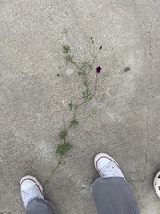 Callirhoe involucrata