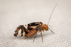 Cerastipsocus trifasciatus