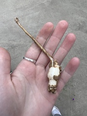 Callirhoe involucrata