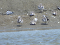 Calidris falcinellus