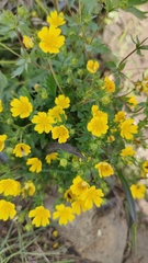 Potentilla crantzii