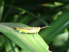 Oxyini