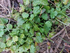 Lamium amplexicaule