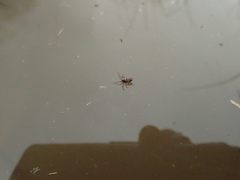 Cyclosa