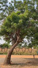 Azadirachta indica