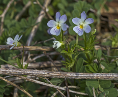 Viola arvensis