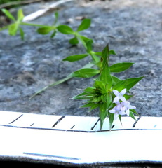 Sherardia arvensis