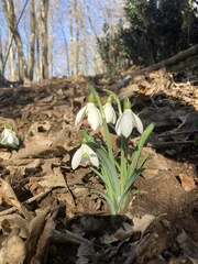 Galanthus nivalis