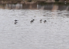 Larus fuscus