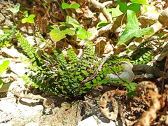 Asplenium trichomanes