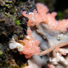 Erythricium aurantiacum