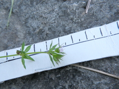 Sherardia arvensis