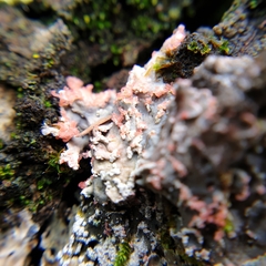 Erythricium aurantiacum