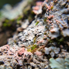 Erythricium aurantiacum