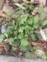 Rhynchosida physocalyx