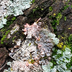 Erythricium aurantiacum