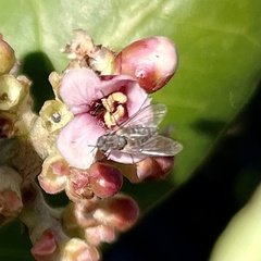 Mythicomyiidae