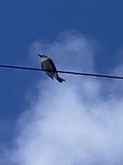 Tyrannus dominicensis